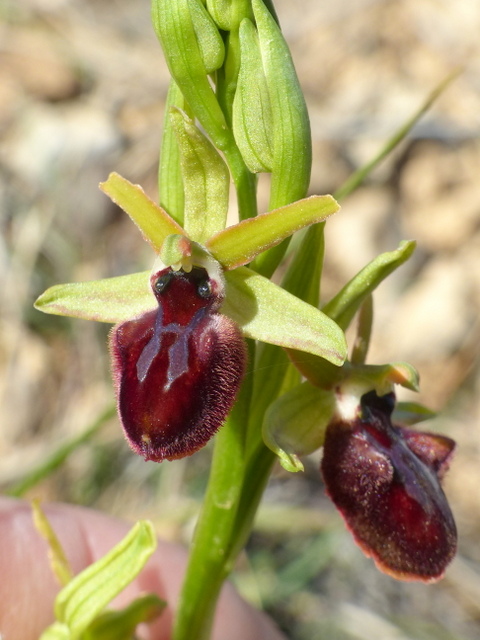 Ophrys precoci nellAbruzzo sud orientale 2022